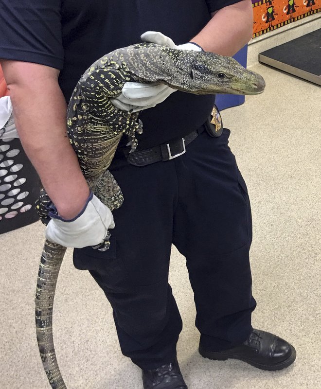 Kadal Raksasa ditemukan di Riverside County California (Foto: AP)