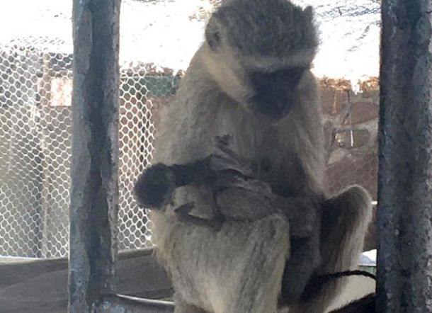 Monyet ini Peluk Anaknya Sudah Mati Sampai 10 Hari