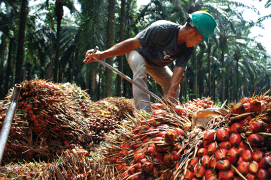 Harga CPO Riau Mengalami Kenaikan