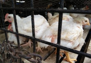 Daya Beli Ayam Lesu, Pedagang Mengeluh