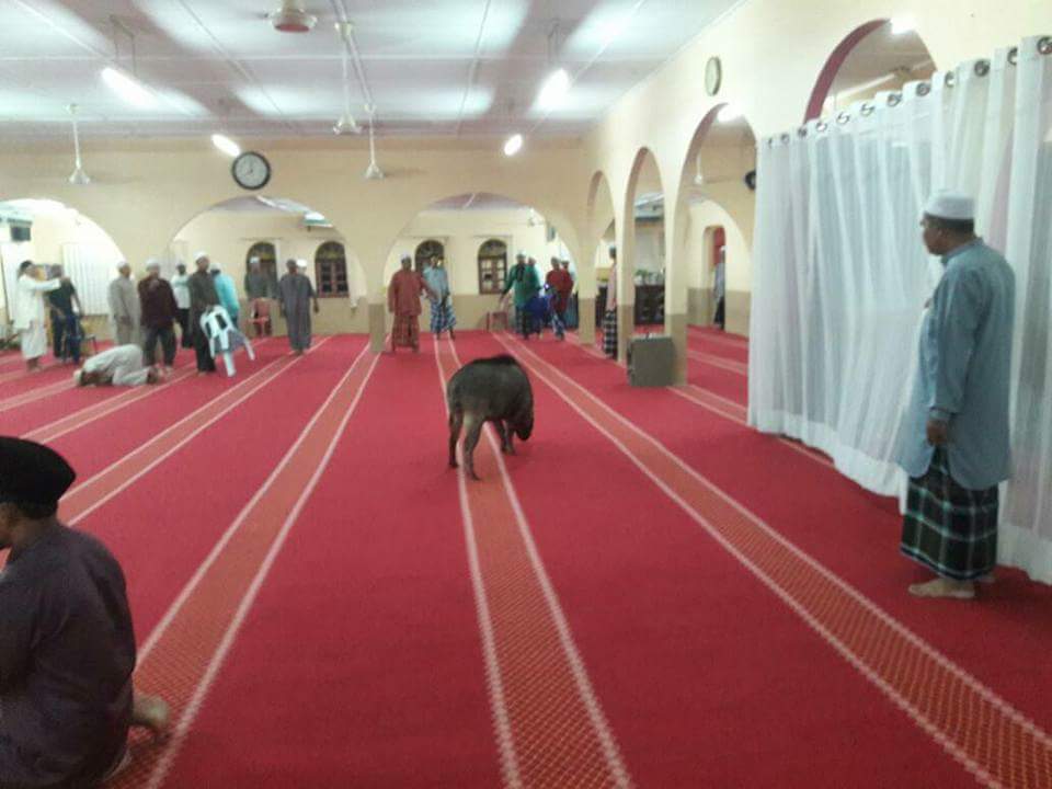Masuk Masjid, Jamaah Berhamburan. Babi Hutan ini Ditembak