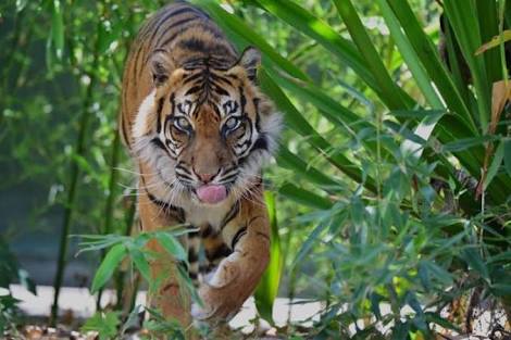 Seekor Harimau Sumatera Betina Dewasa Tewas Terjerat di Kuansing