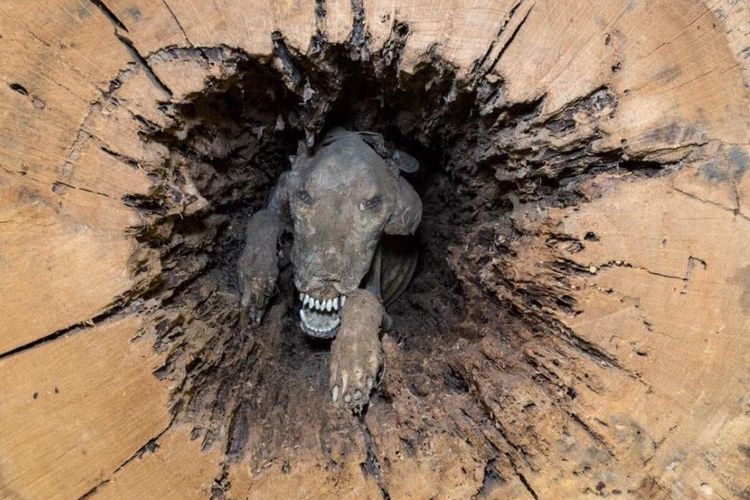 Tubuh Anjing Ini Tetap Utuh Meski Terjebak Selama 60 Tahun dalam Rongga Pohon