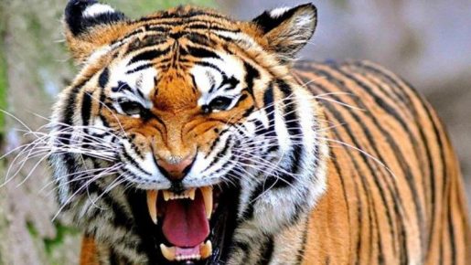BBKSDA Pastikan Kabar Harimau Mangsa Sapi Warga di Kampar Hoax