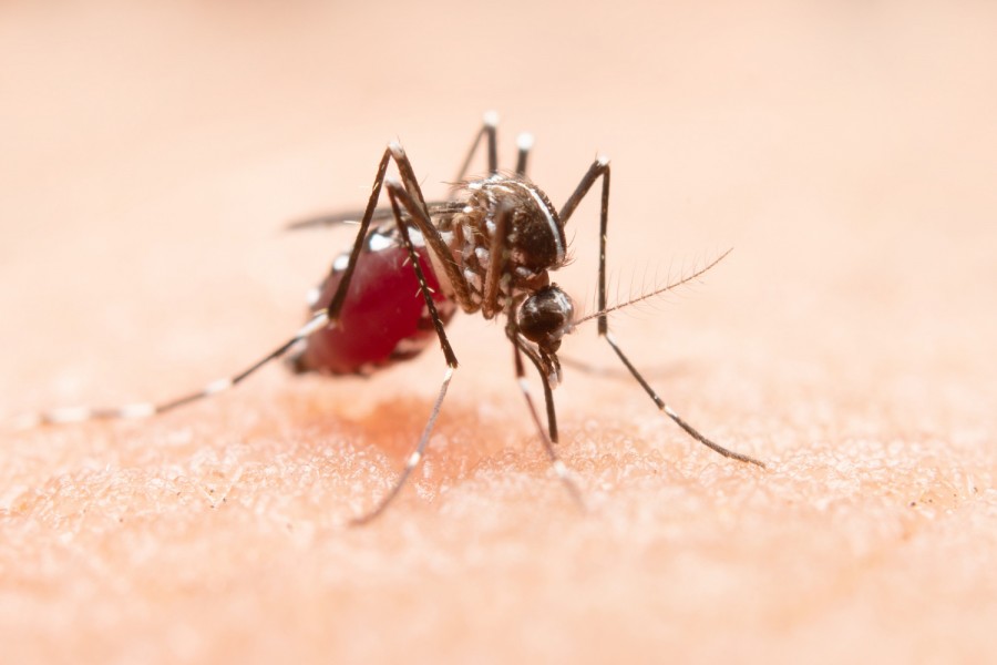 4 Kasus Malaria Import yang Sudah Ditangani dan Sembuh