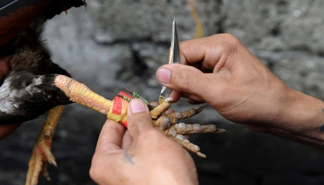 Seorang Kepala Polisi Terbunuh oleh Ayam saat Gerebek Lokasi Judi