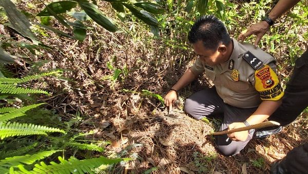 BBKSDA Benarkan Jejak Kaki Harimau di Sekitar Bangkai Anak Sapi Warga Minas