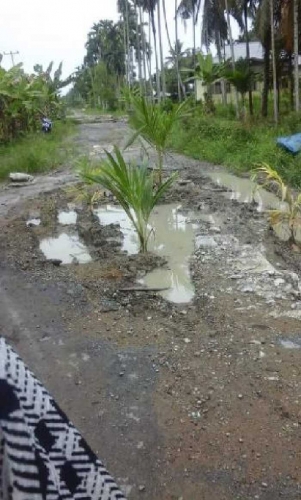 Warga Tanami Pohon Kelapa di Jalan Penghubung Reteh - Keritang Inhil