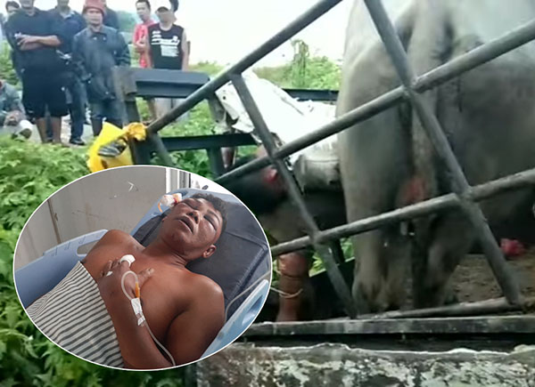 Curi Kerbau, Pria Ini Sekarat Diamuk Massa