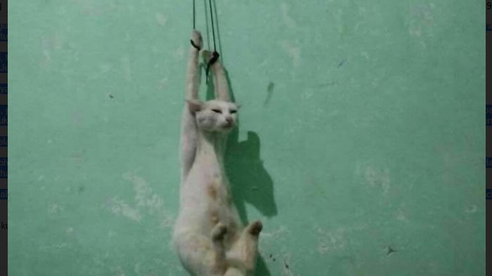 Komunitas Cat Lovers Kecam Aksi Kekerasan Terhadap Kucing Betina yang Viral di Medsos