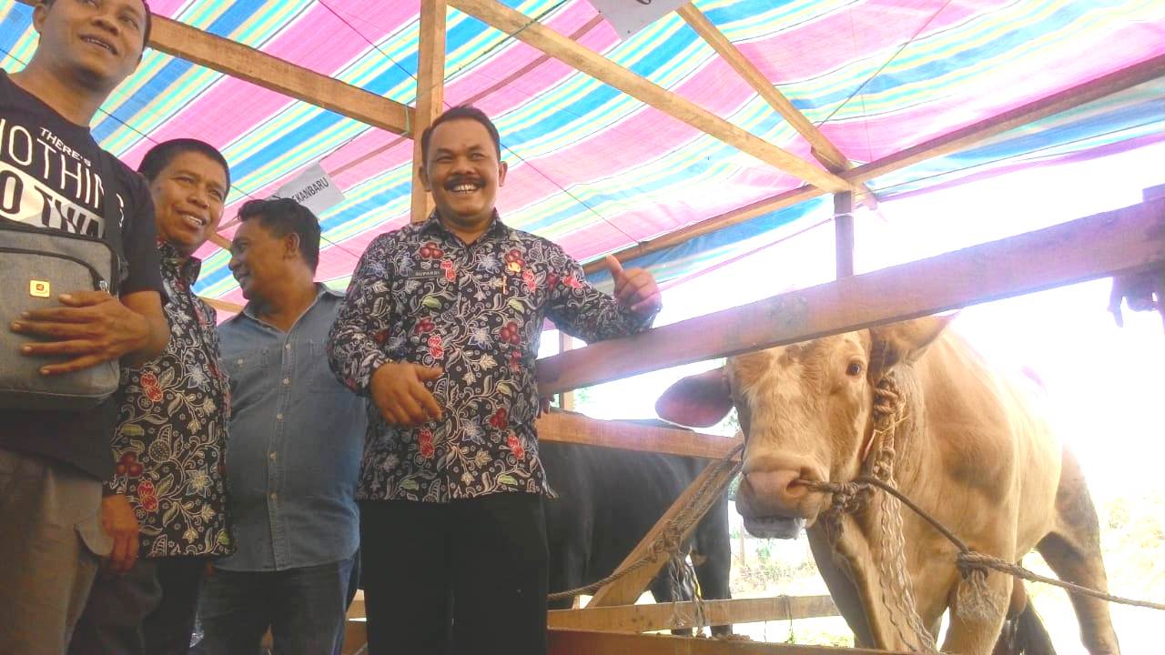 Dua Ekor Sapi Asal Bengkalis Raih Gelar Juara se-Riau