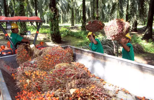 FPESGR Minta Permen LHK P.17/2017 Dikaji Ulang