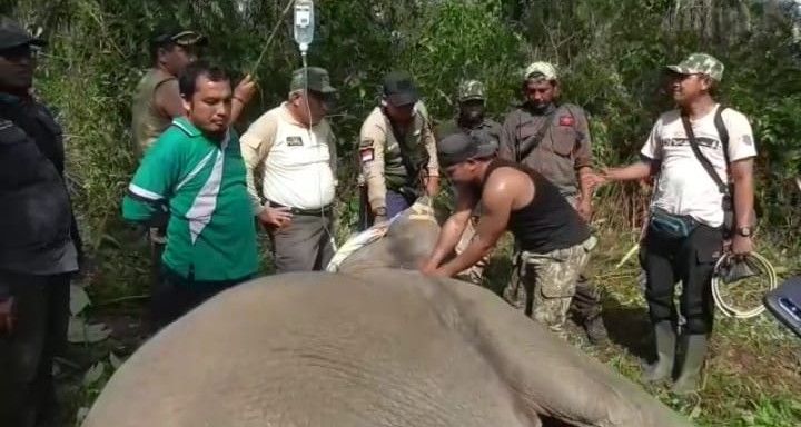 BBKSDA Pasang GPS Collar Kawanan Gajah Petapahan