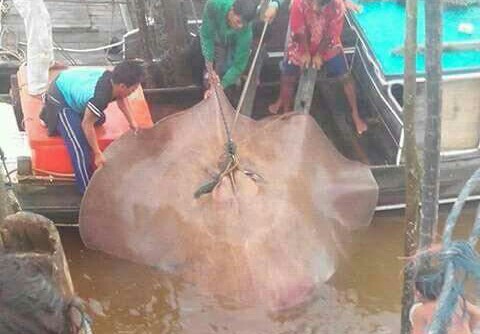 Waw! Nelayan di Tanah Merah Angkat Ikan Pari Super Jumbo