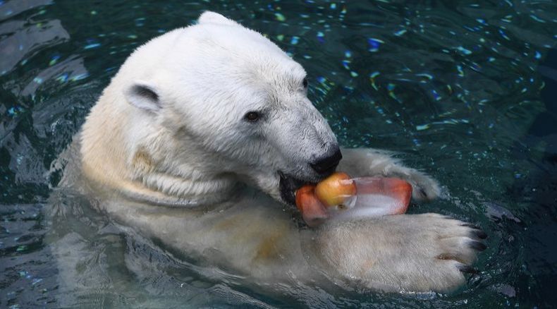 Beruang Kutub Terakhir di Korea Selatan Mati di Usia 23 Tahun