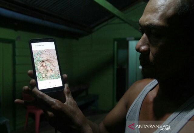 Harimau Sumatera Liar Masuk ke Pemukiman, Warga Resah!