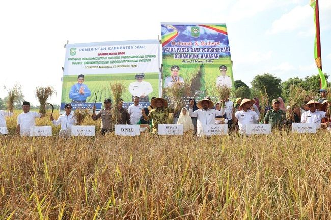 Lahan Persawahan Capai 4.200 Hektare, Alfedri: Belum Dapat Penuhi Kebutuhan Beras Siak