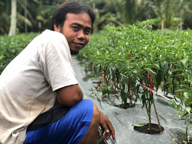 Pilih Berkebun Cabai Merah Lokal, Ini Kata Sarjana Muda Asal Tempuling