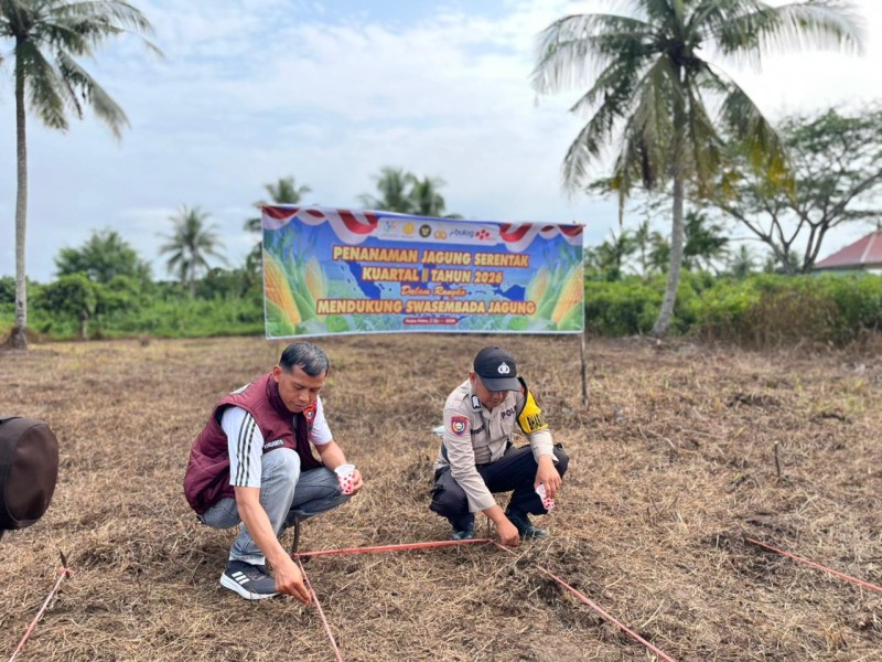 Lahan Tidur Disulap Jadi Kebun Jagung, Warga Pulau Palas Antusias Dukung Program Pangan