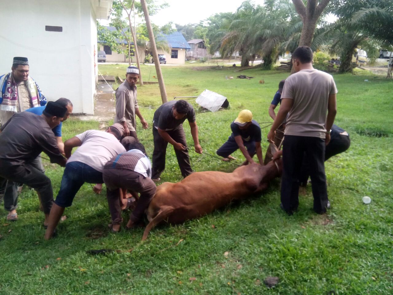 Polres Rohil Sembelih 6 Sapi dan 4 Kambing