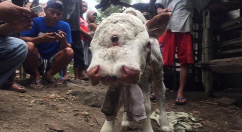 Anak Sapi ini Terlahir Dengan 2 Mulut dan 3 Mata