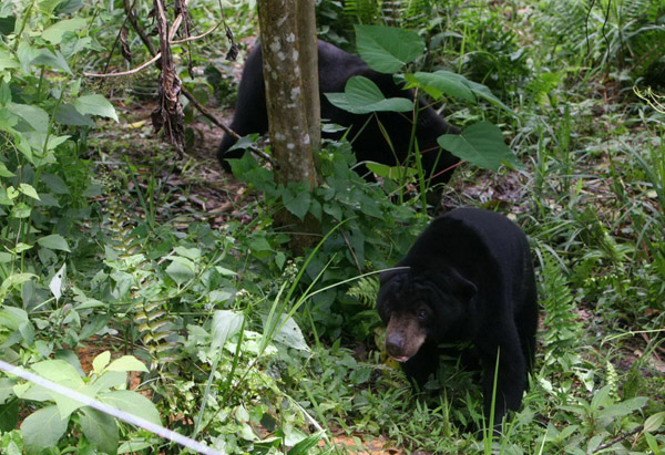 Serang Warga, BBKSDA Berupaya Tangkap Beruang di Inhil