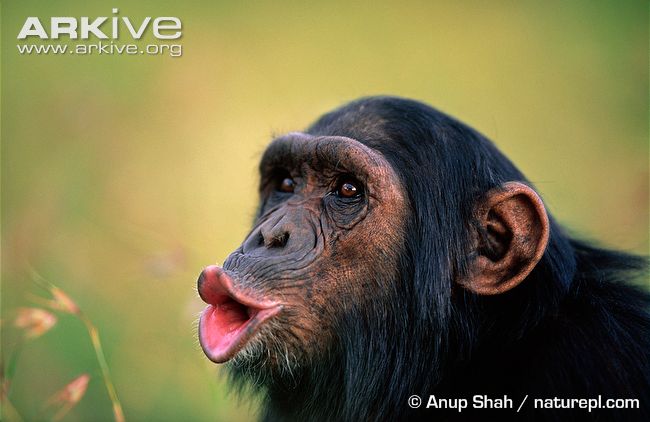 Mengenal Arti Ekspresi Wajah Simpanse