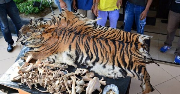 BPPHKLHK Sita Organ Harimau Sumatera dari Enam Pemburu Liar