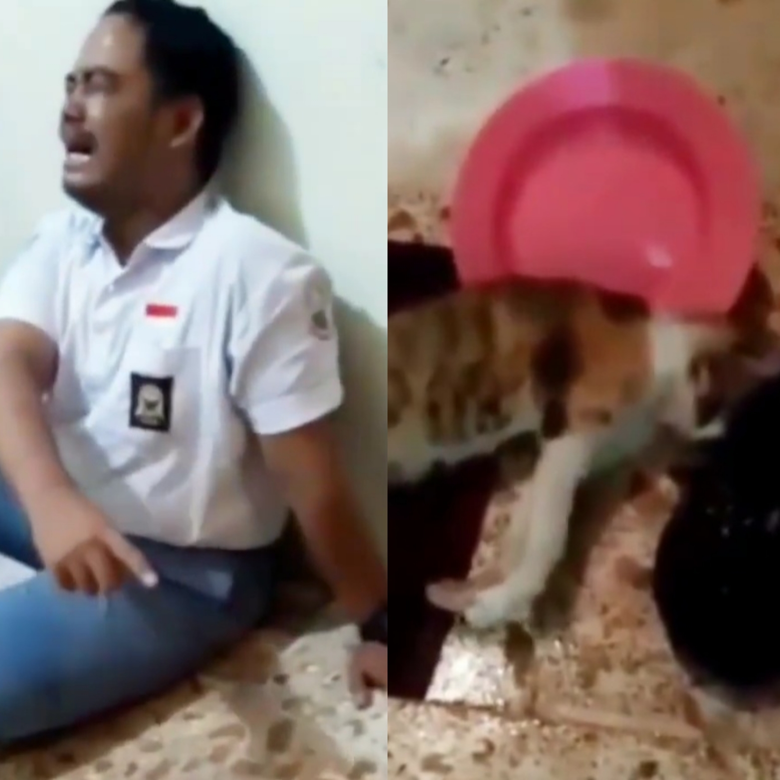 Lihat Kucing Kesayangannya Meninggal, Siswa SMA Ini Menangis Histeris