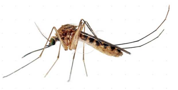Usai Kirim Ancaman ke Nyamuk, Akun Pria Ini Ditutup Twitter