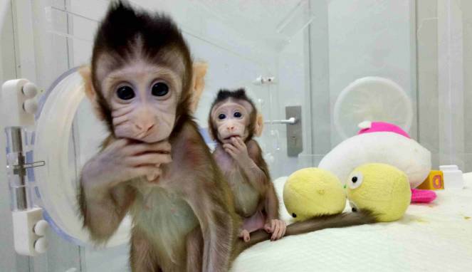 China Sukses Kloning Monyet, Begini Tampangnya