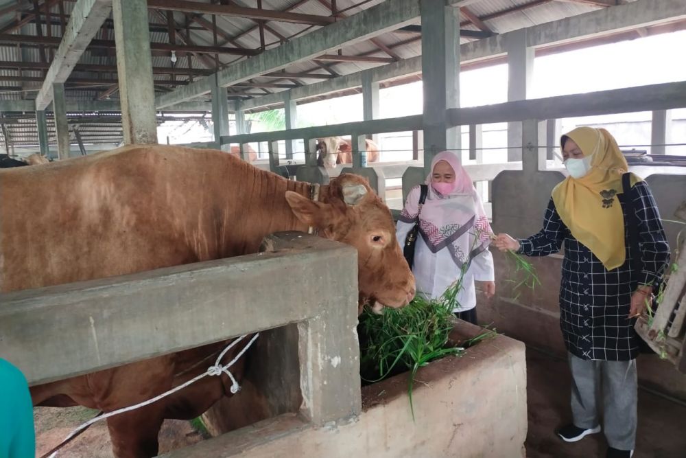 Sudah 28 Ekor Sapi Hewan Kurban ASN Pemprov Riau Terkumpul