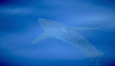 Hiu Putih Raksasa Terlihat di Lepas Pantai