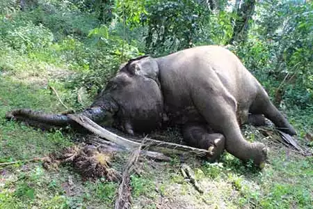 Populasi Gajah di Balai Raja Makin Kritis