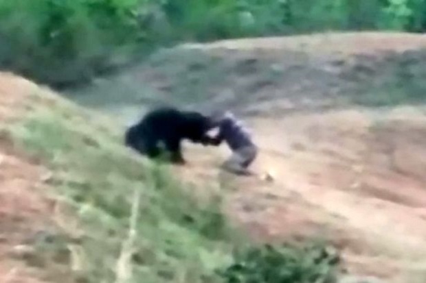 Beruang Luka di Jalan Diajak Selfie, Pria India Tewas Diserang