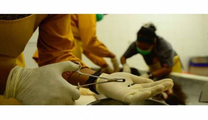 130 Butir Peluru Bersarang di Tubuh Orangutan