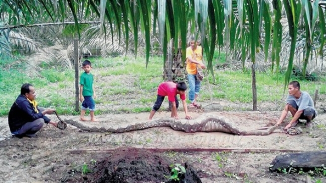 Telan 2 Ekor Kambing Sekaligus, Ular Piton Ini Tak Bisa Lagi Bergerak, Ini Fotonya