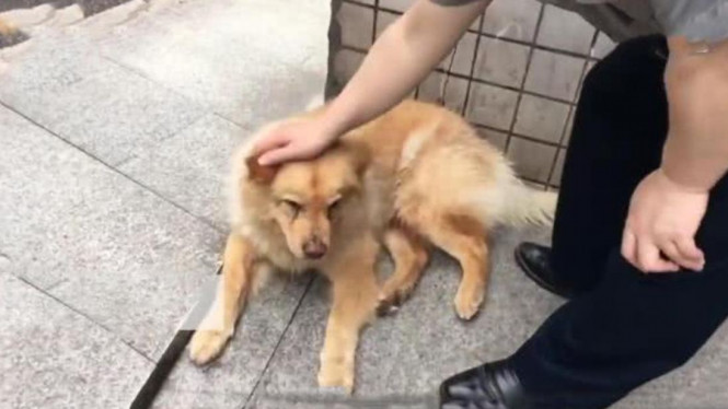 Mirip Hachiko, Anjing Ini Tunggu Majikannya di Depan Stasiun