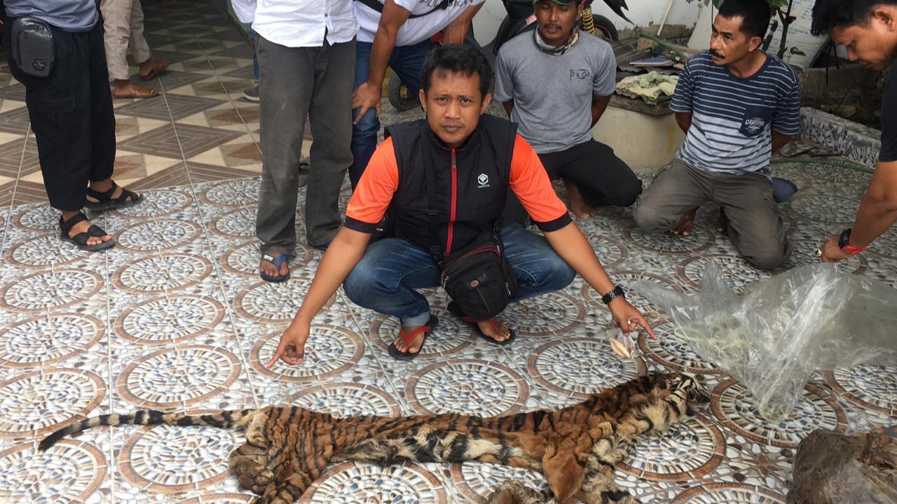 Polda Riau Kembali Mengungkap Jaringan Perdagangan Kulit dan Organ Harimau di Inhu