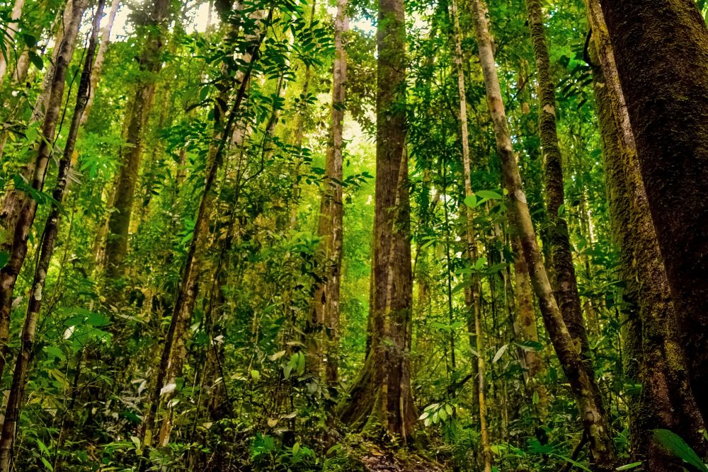 Pertama di Indonesia, Besok Gubernur Riau Luncurkan Program Adopsi Pohon