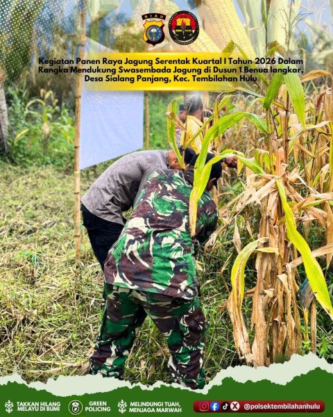 Jagung Hasil Panen di Sialang Panjang Akan Dijual ke BULOG