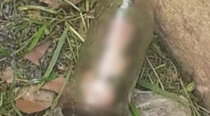 Tukang Kebun Tak Sengaja Temukan Alat Vital Pria dalam Botol Kaca