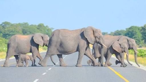Enam Perlintasan Gajah akan Dibangun di Proyek Tol Pekanbaru-Dumai
