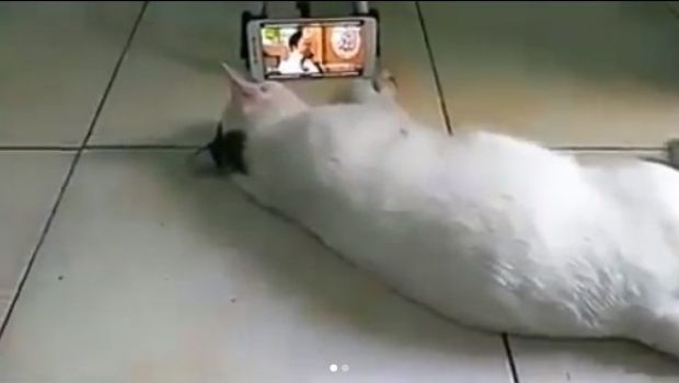 Kucing Pun Betah Dengar Ceramah UAS, Liatni Videonya...