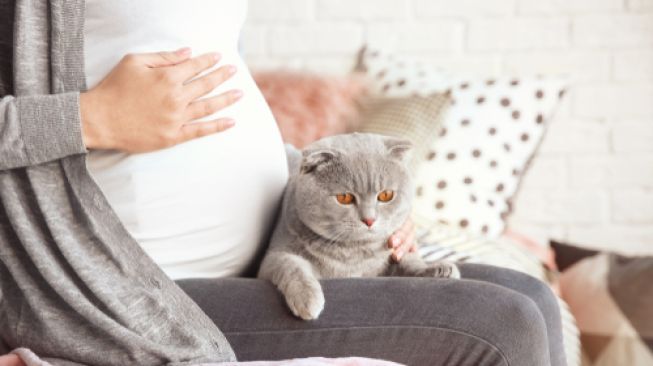 Ibu Hamil Tak Perlu Takut, Kontak dengan Kucing Tidak Akan Menularkan Tokso