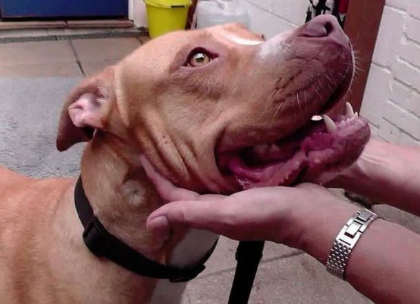 Anjing Diselamatkan Setelah Diperkosa Manusia Sampai Ususnya Keluar