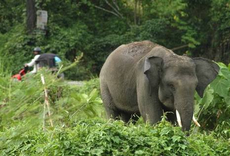Gajah Liar Penuh Luka Berkeliaran di Komplek Perumahan Chevron Duri