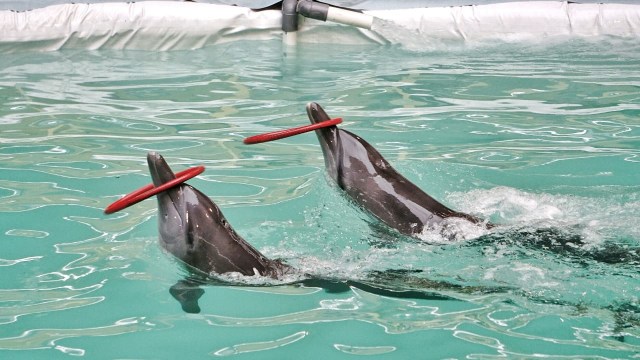 Sirkus Lumba-lumba Keliling Resmi Dilarang di Indonesia
