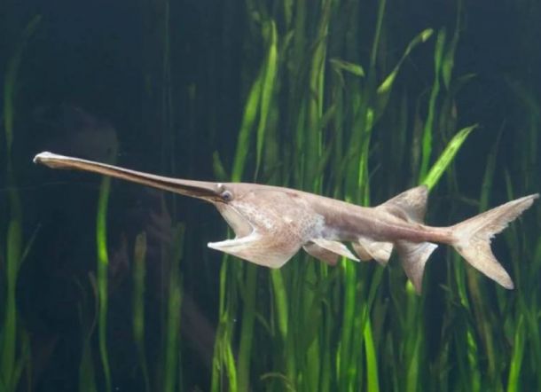 Paddlefish Cina atau Ikan Pedang Cina Ini Punah