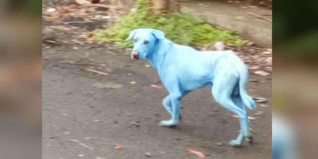 Anjing Berwarna Biru Gegerkan Warga